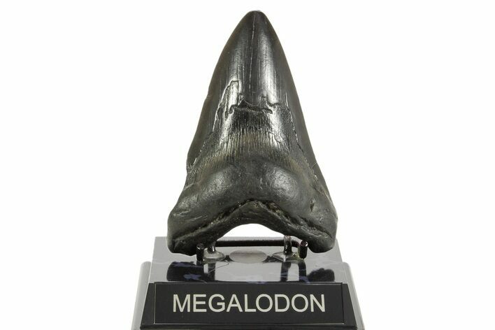 Fossil Megalodon Tooth - South Carolina #367933